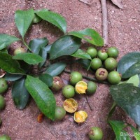 Garcinia cambogioides (Murray) Headland